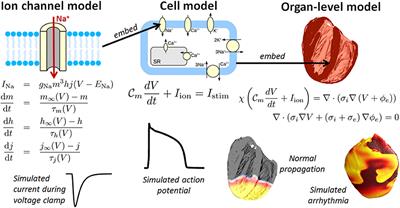 Validation and Trustworthiness of Multiscale Models of Cardiac Electrophysiology